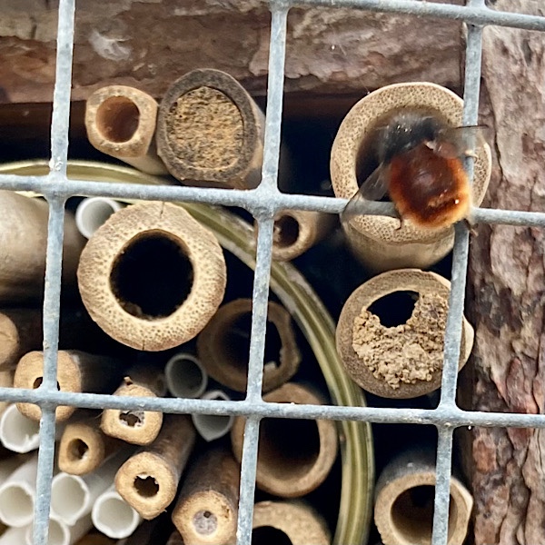 Die gehörnte Mauerbiene an der Nisthilfe bzw. dem "Insektenhotel"